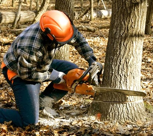 Tree Removal in Nicholls, GA